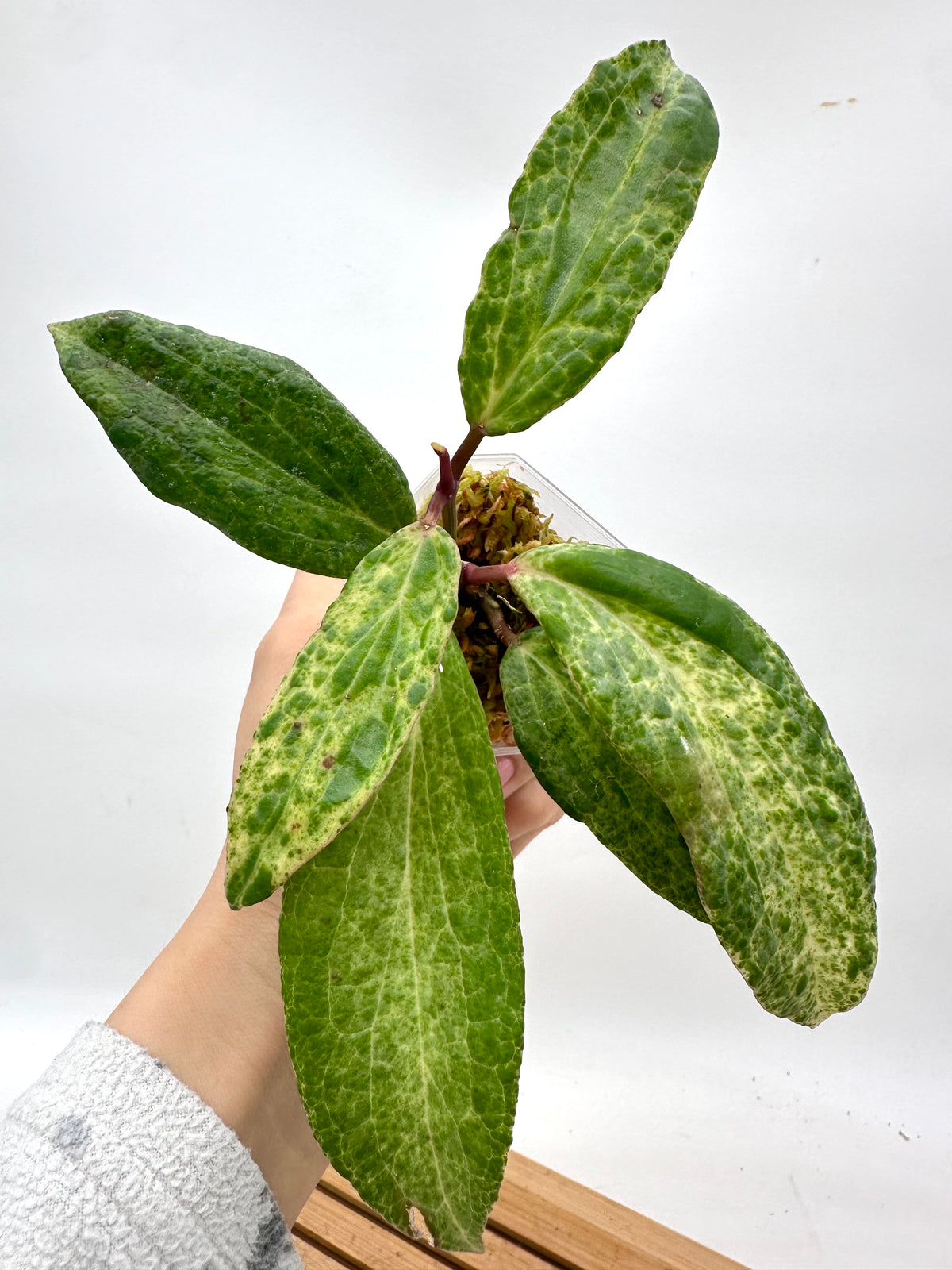Hoya Crocodile