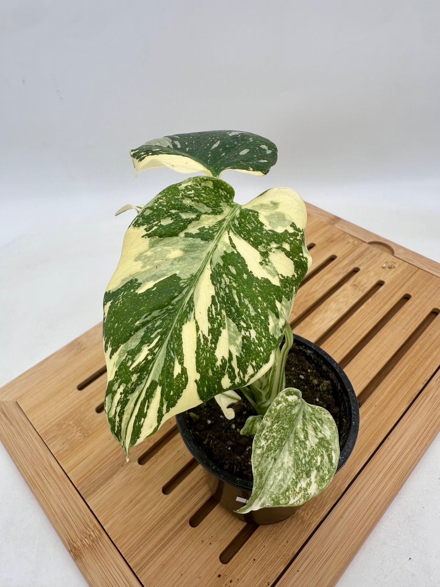 Monstera Thai Constellation - Snow White Pattern