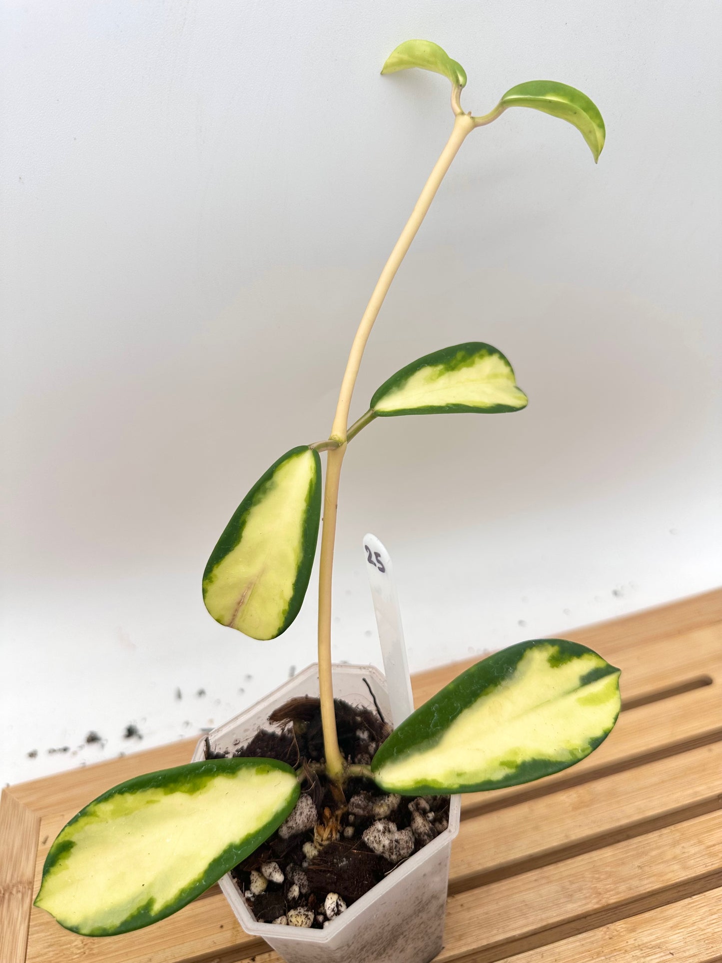 Hoya Diversifolia Maharini