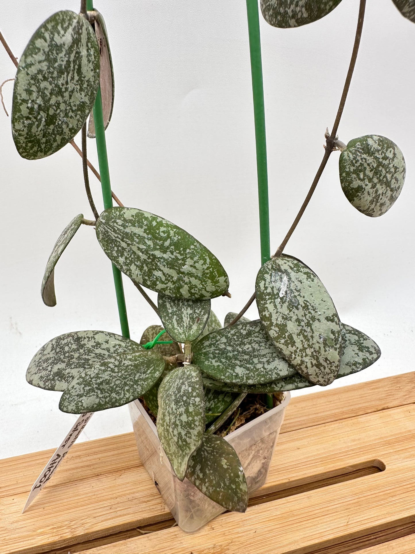 Hoya Sigillatis AH001 Round Leaf Silver