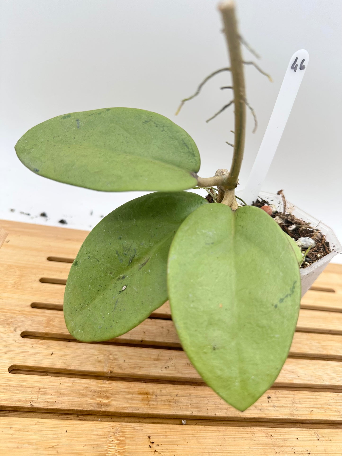 Hoya Silver Dollar