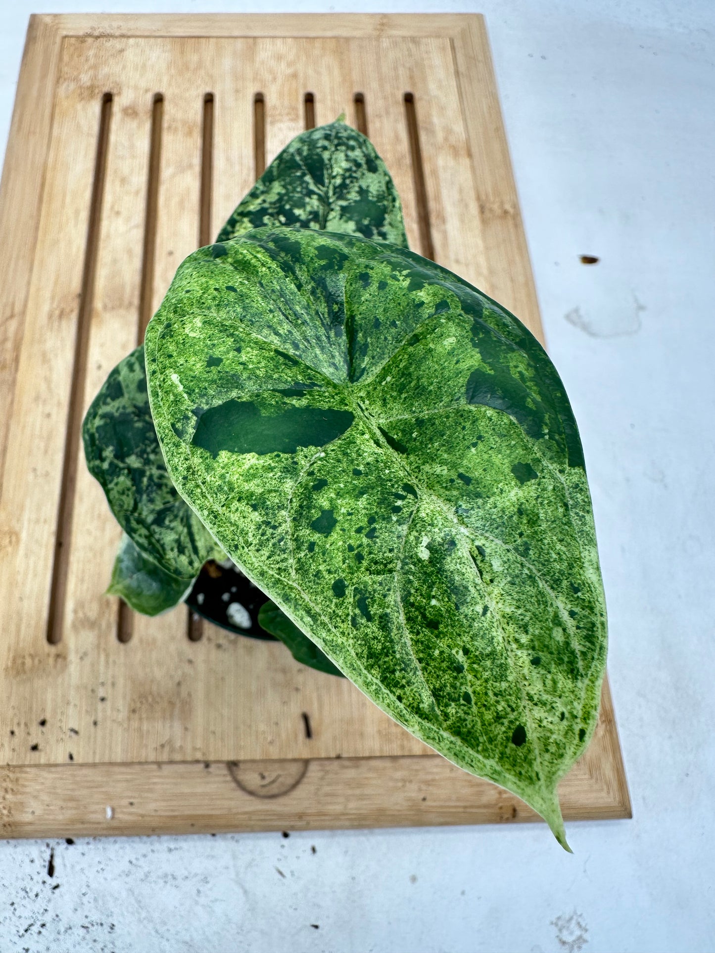 Alocasia Dragon Scale Mint