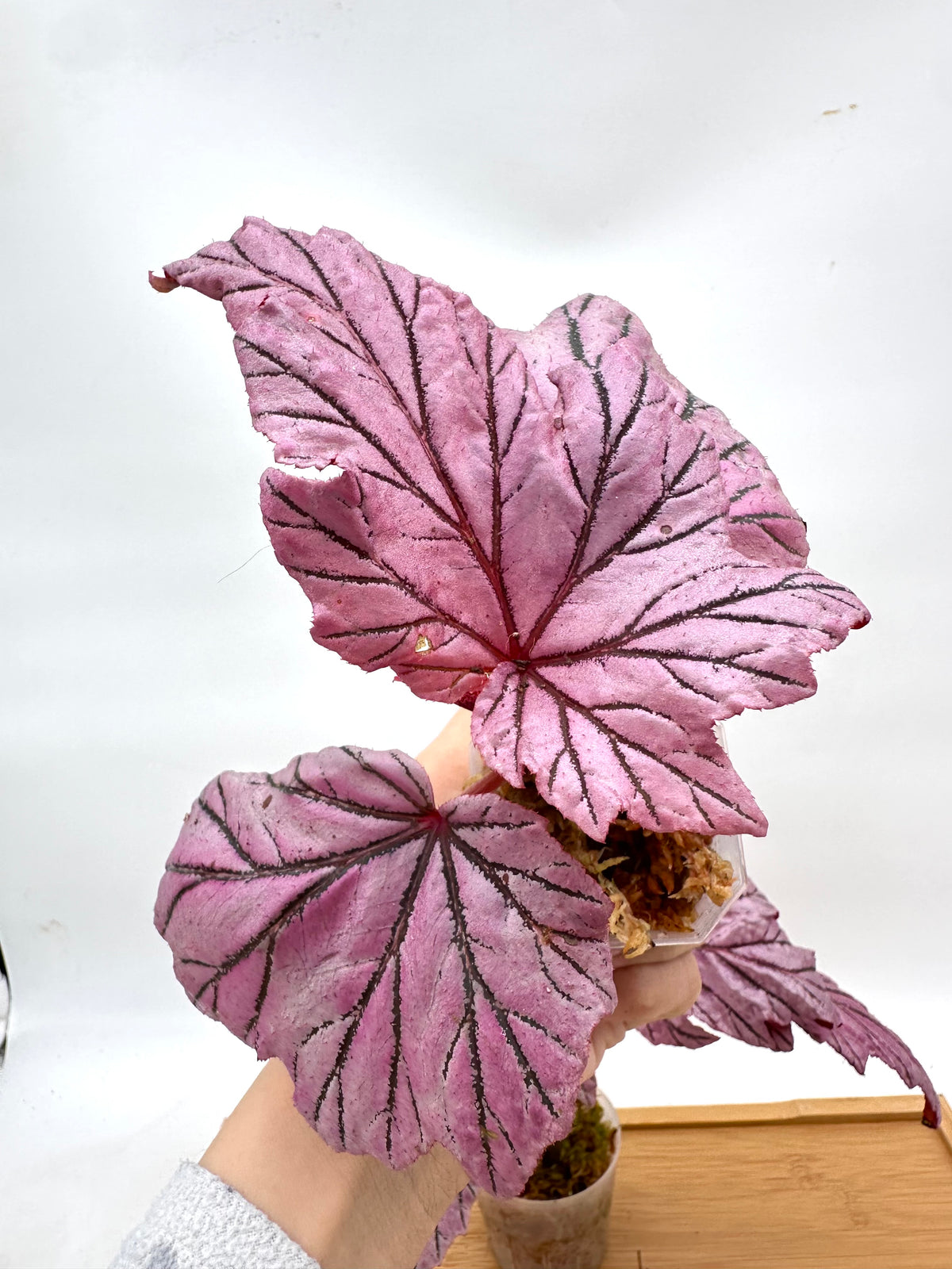 Begonia Lamoon