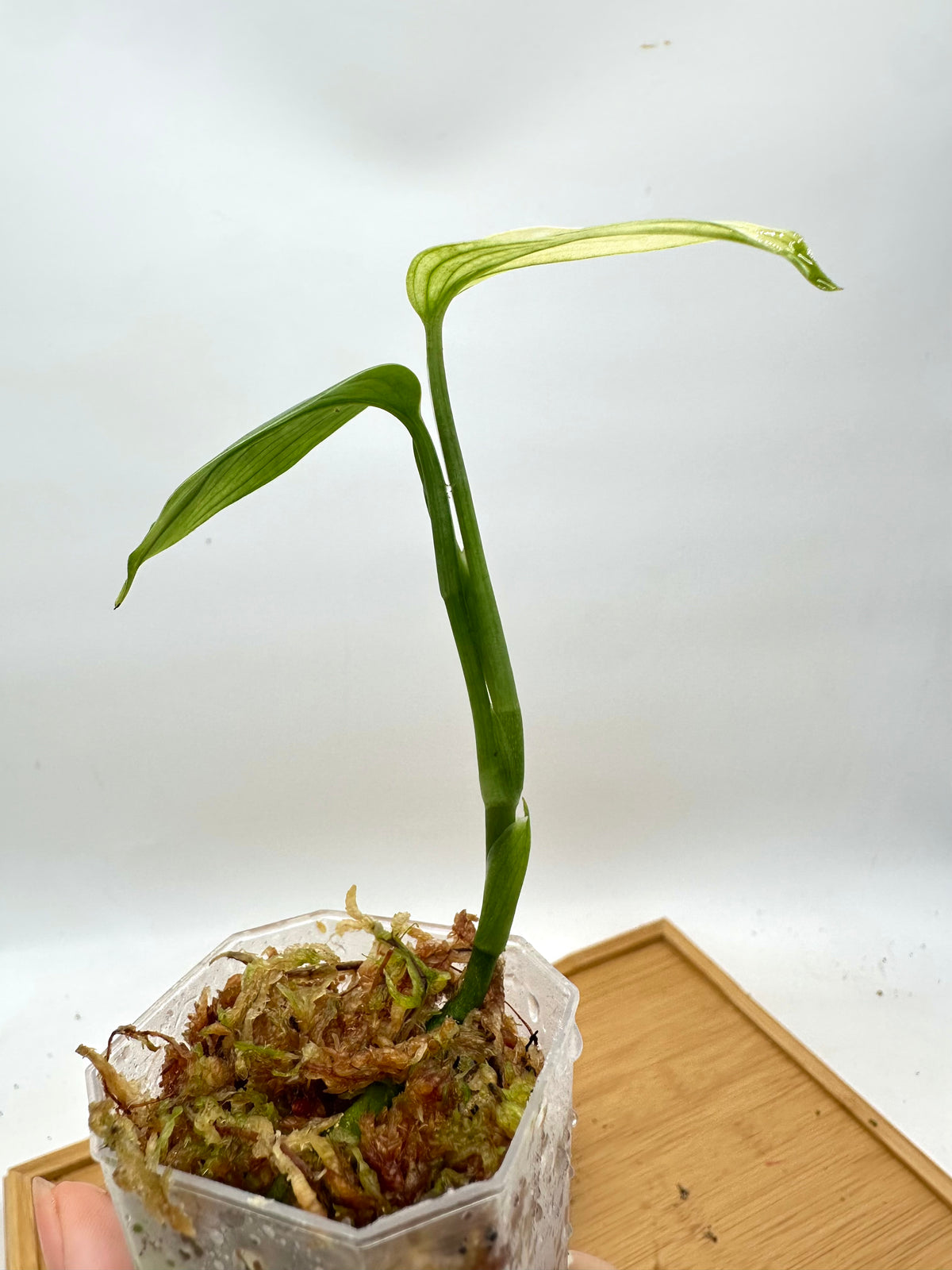 Scindapsus ‘White Monster’