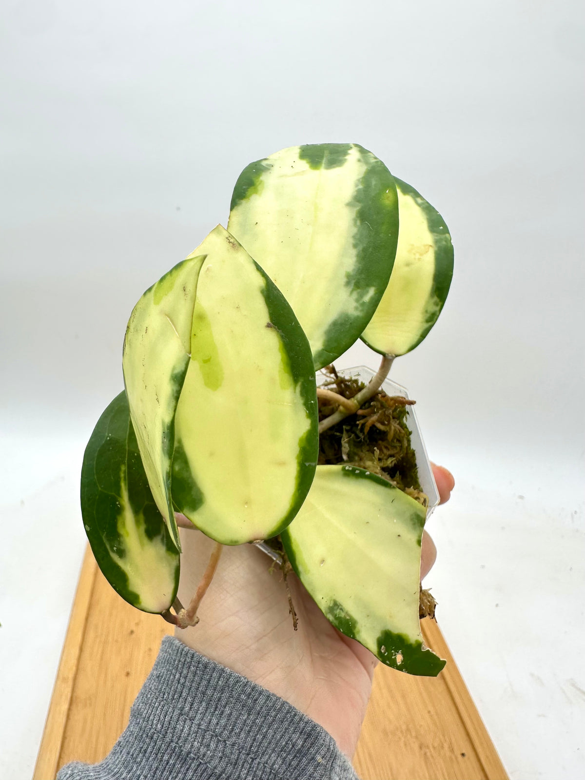 Hoya Acuta Inner Variegated