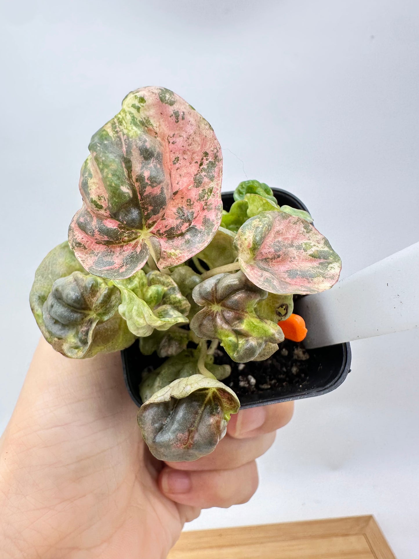 Peperomia ‘Pink Lady’
