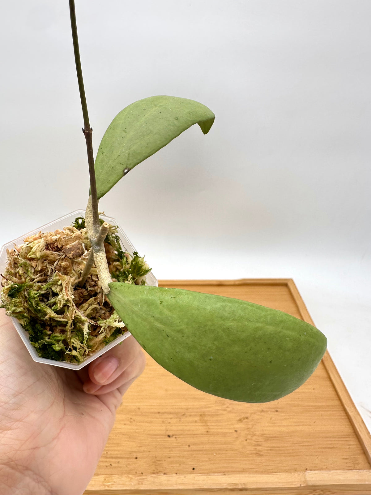Hoya Eryrhrostemma Silver - Long Vine