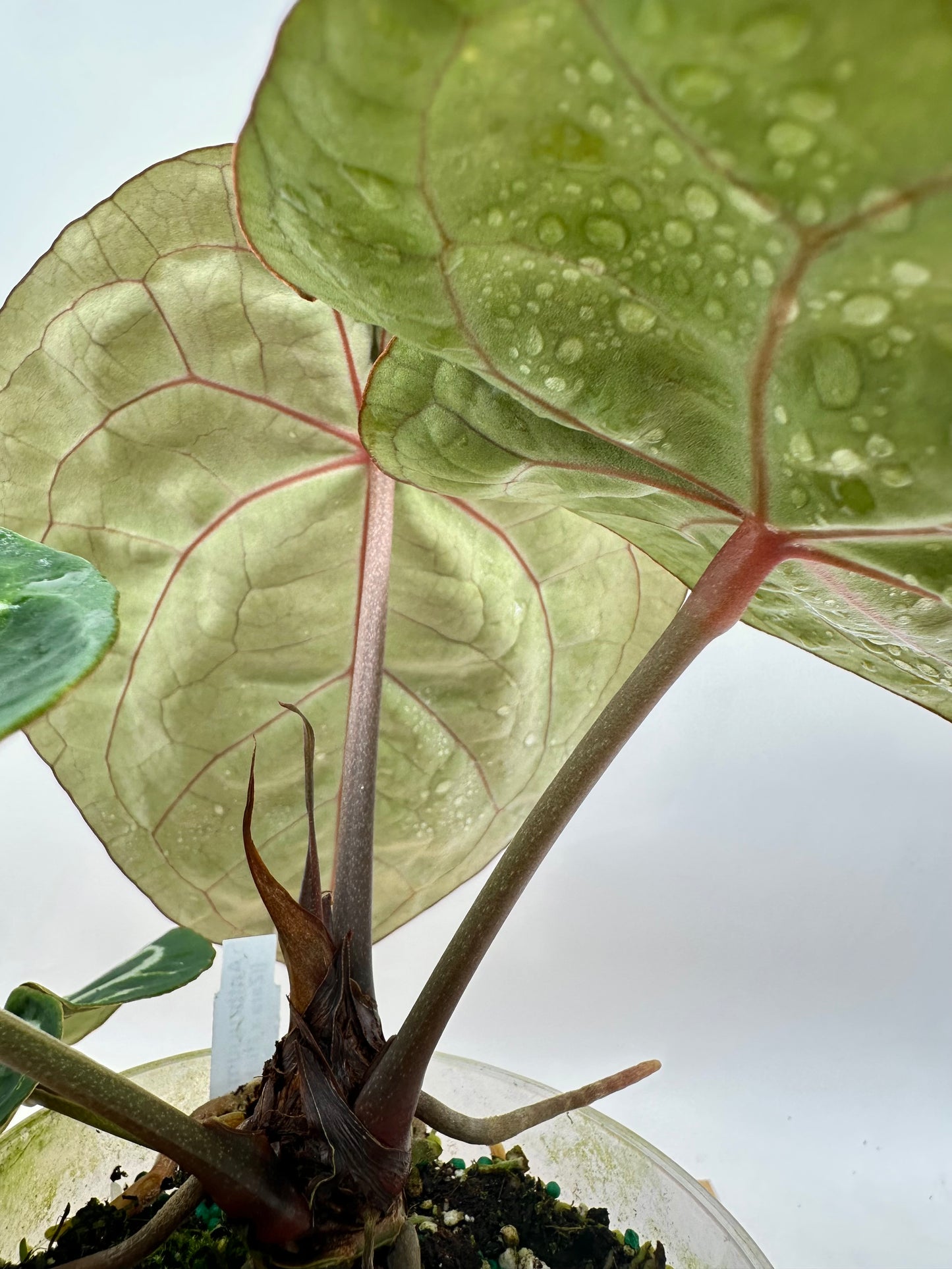 Anthurium Tim Anderson Memorial - Size Large