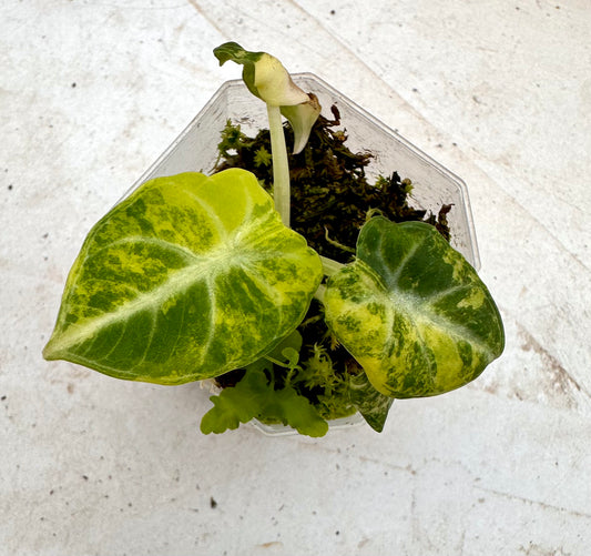 Alocasia Ninja Aurea Variegated