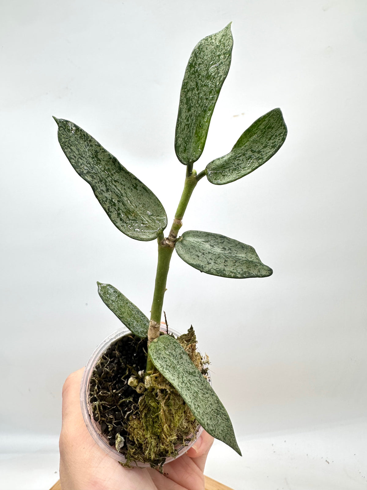 Hoya Pandurata Silver Dark Form