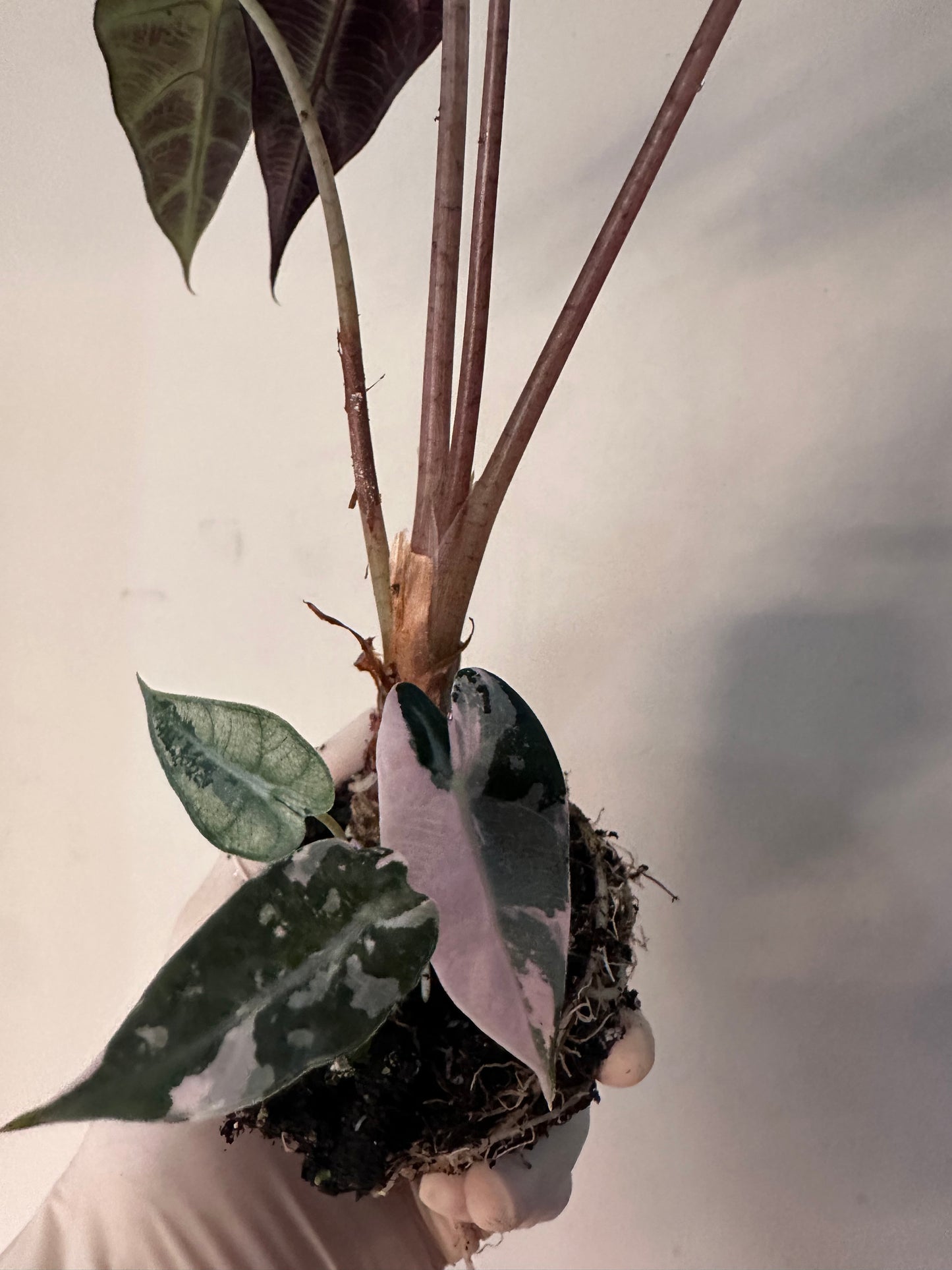 Alocasia Bambino Pink Variegated CORM