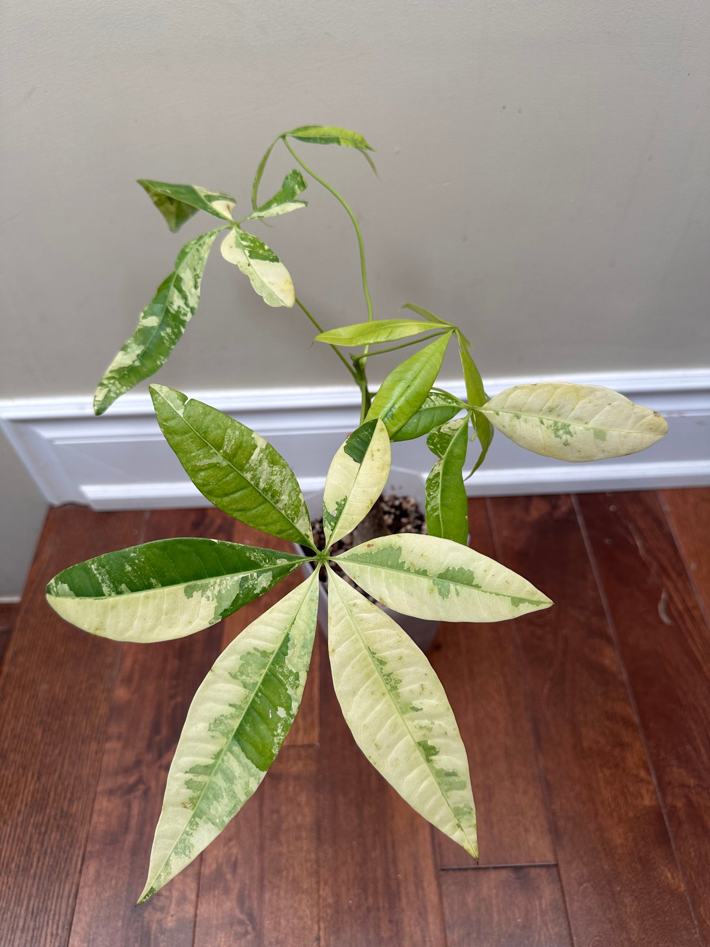 Money Tree Aurea Variegated