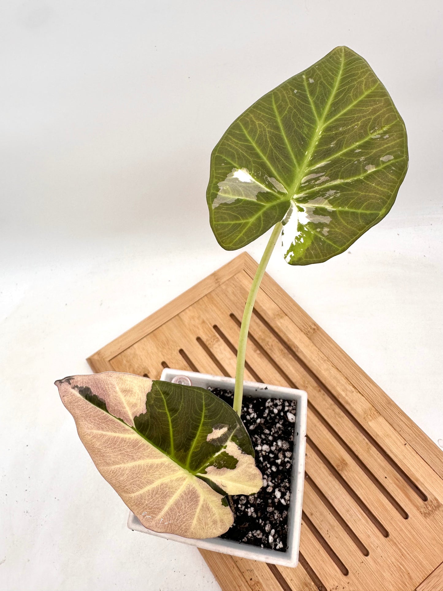 Alocasia Regal Shields Variegated CORM