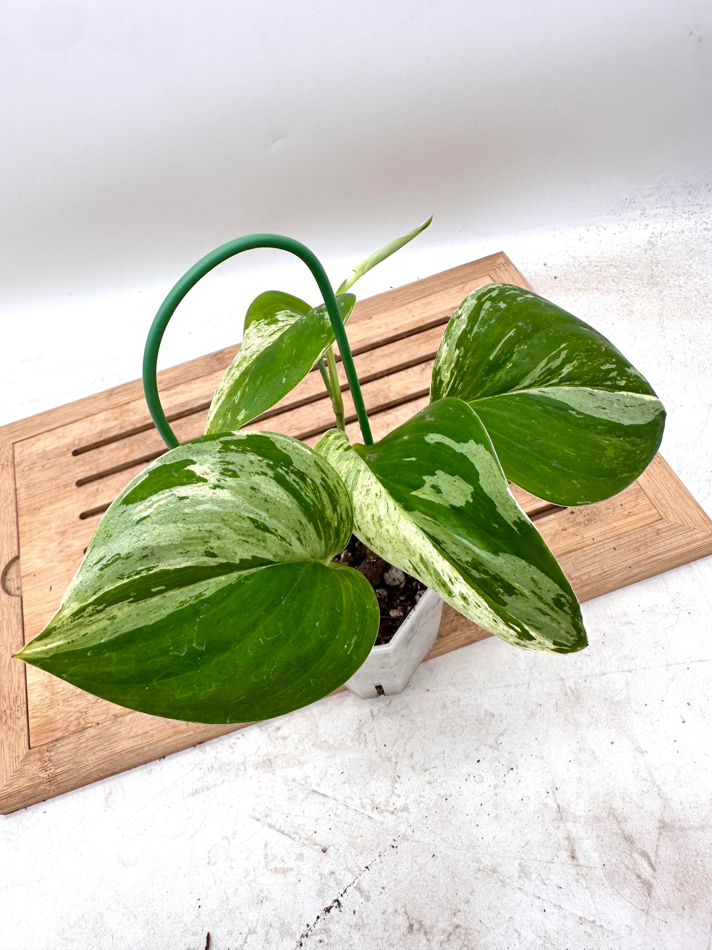 Scindapsus Treubii Variegated