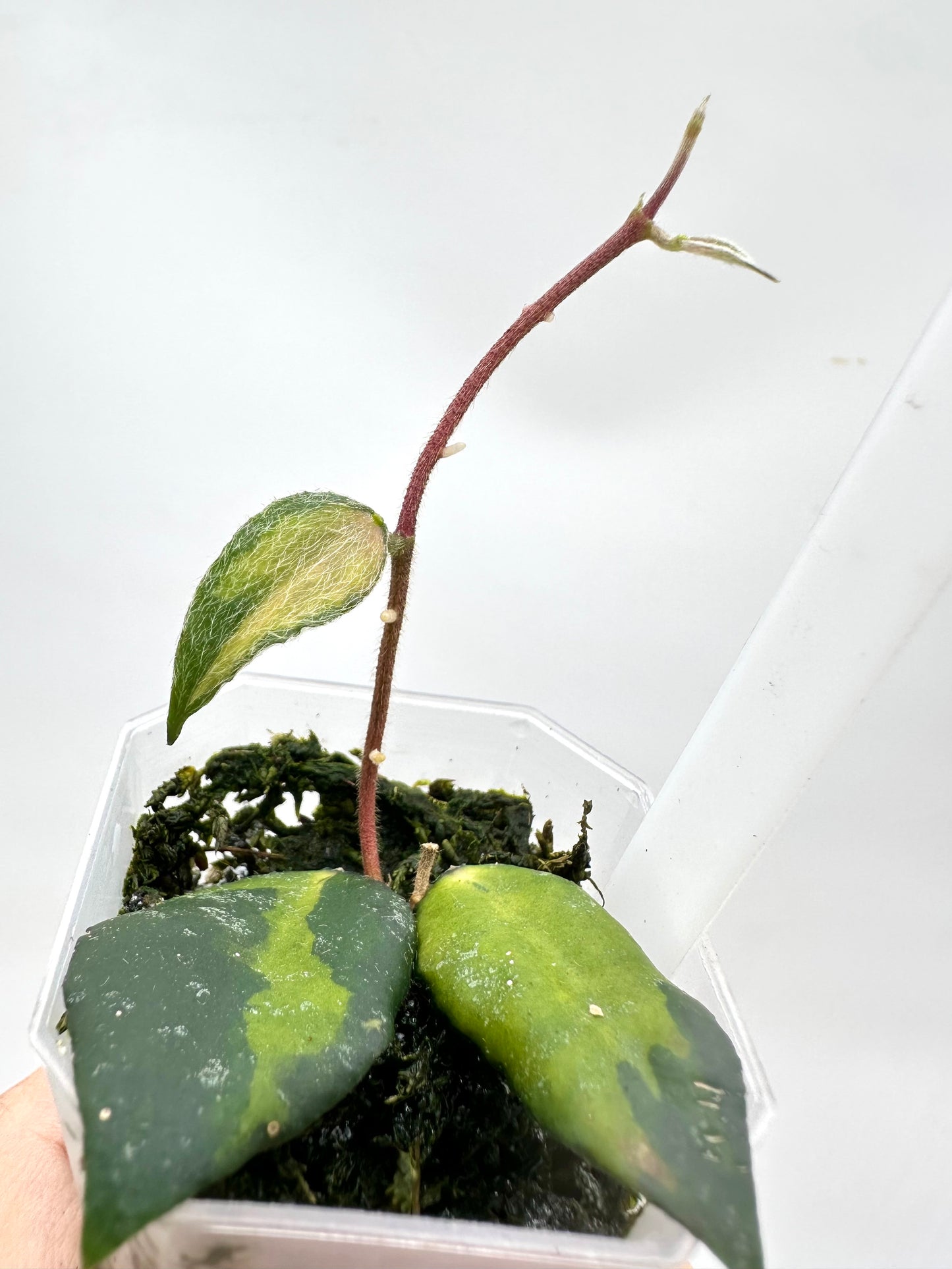Hoya Caudata Variegated