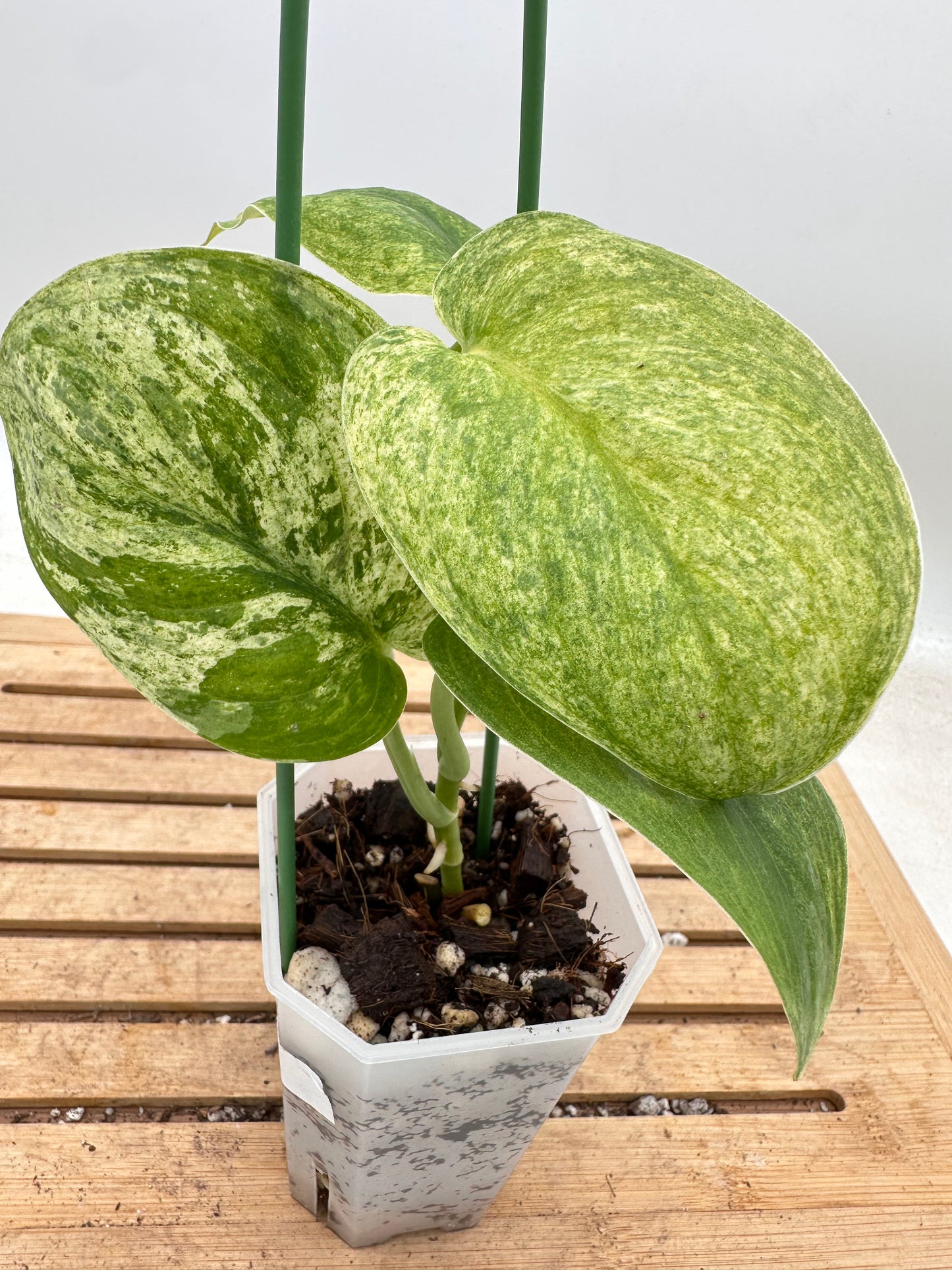 Scindapsus Halimoon