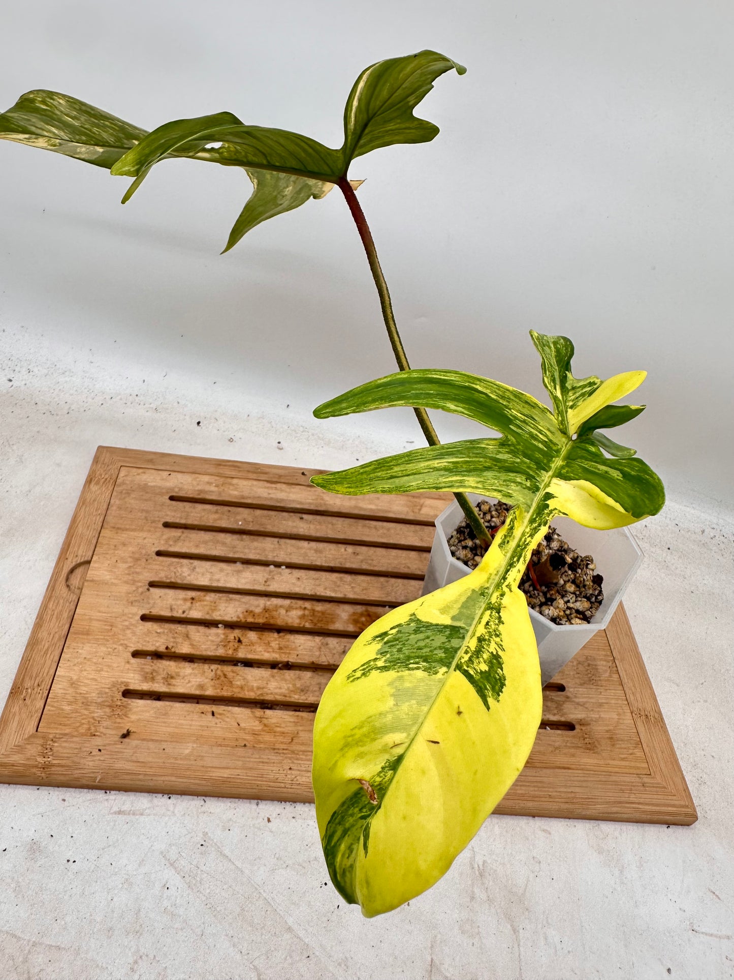 Philodendron Florida Beauty - August Sale