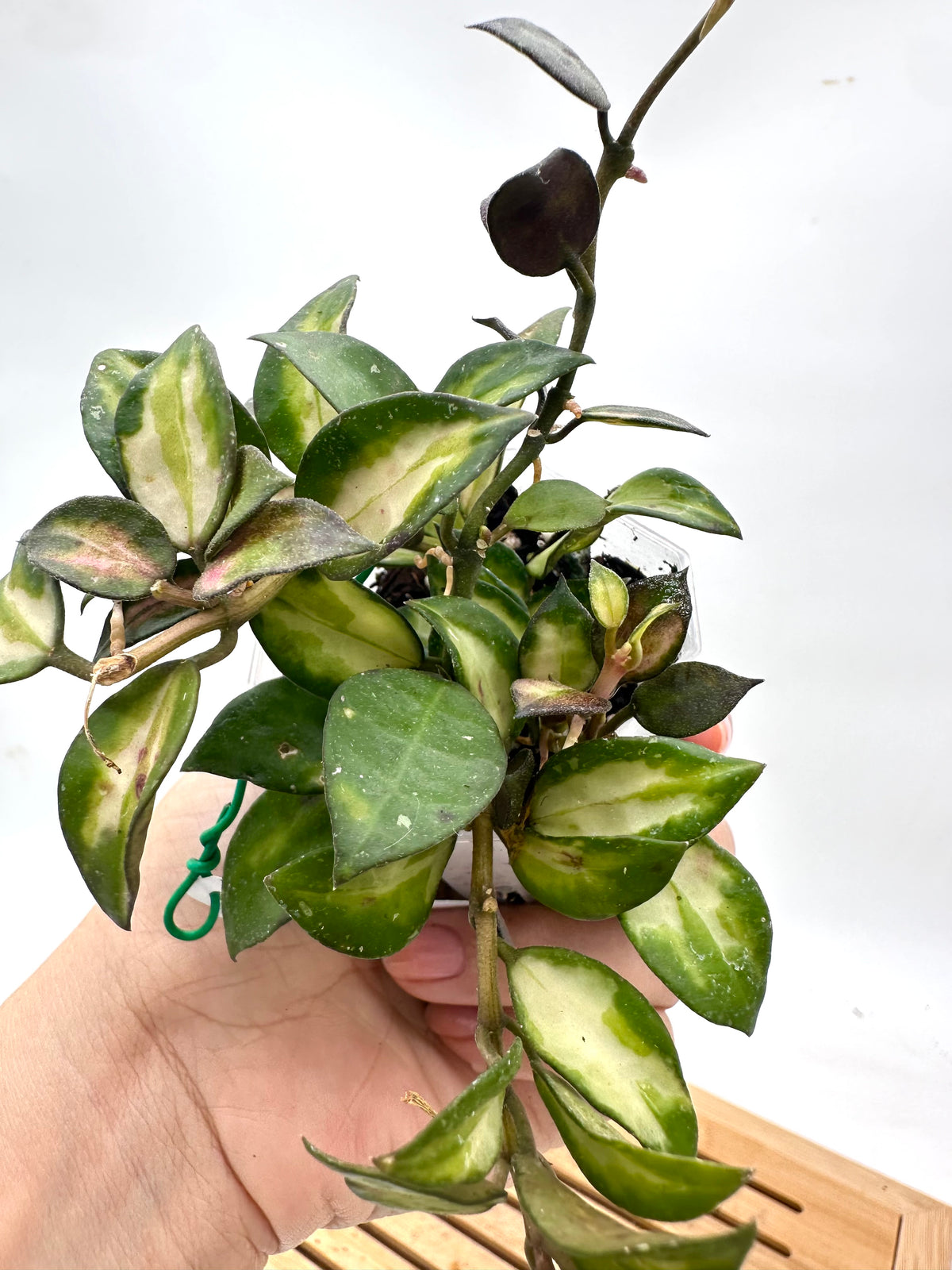 Hoya Lacunosa Red Bruno Variegated
