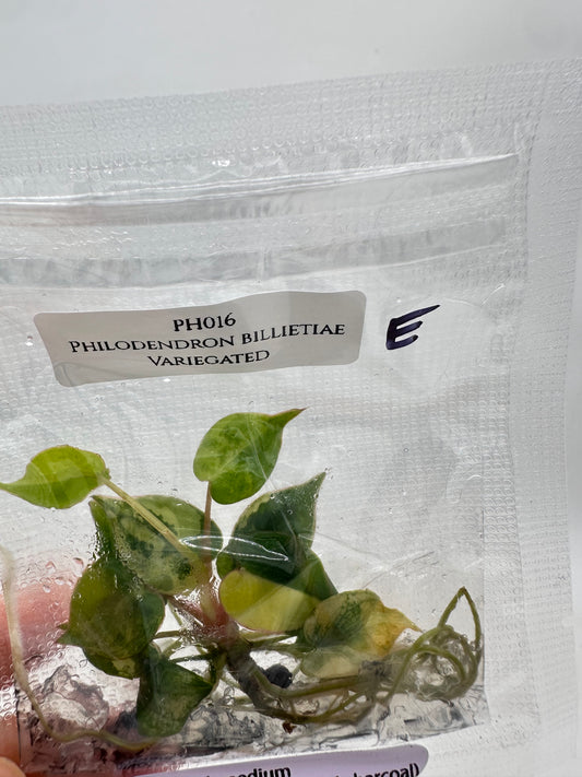 Tissue Culture - Philodendron Billietiae Variegated