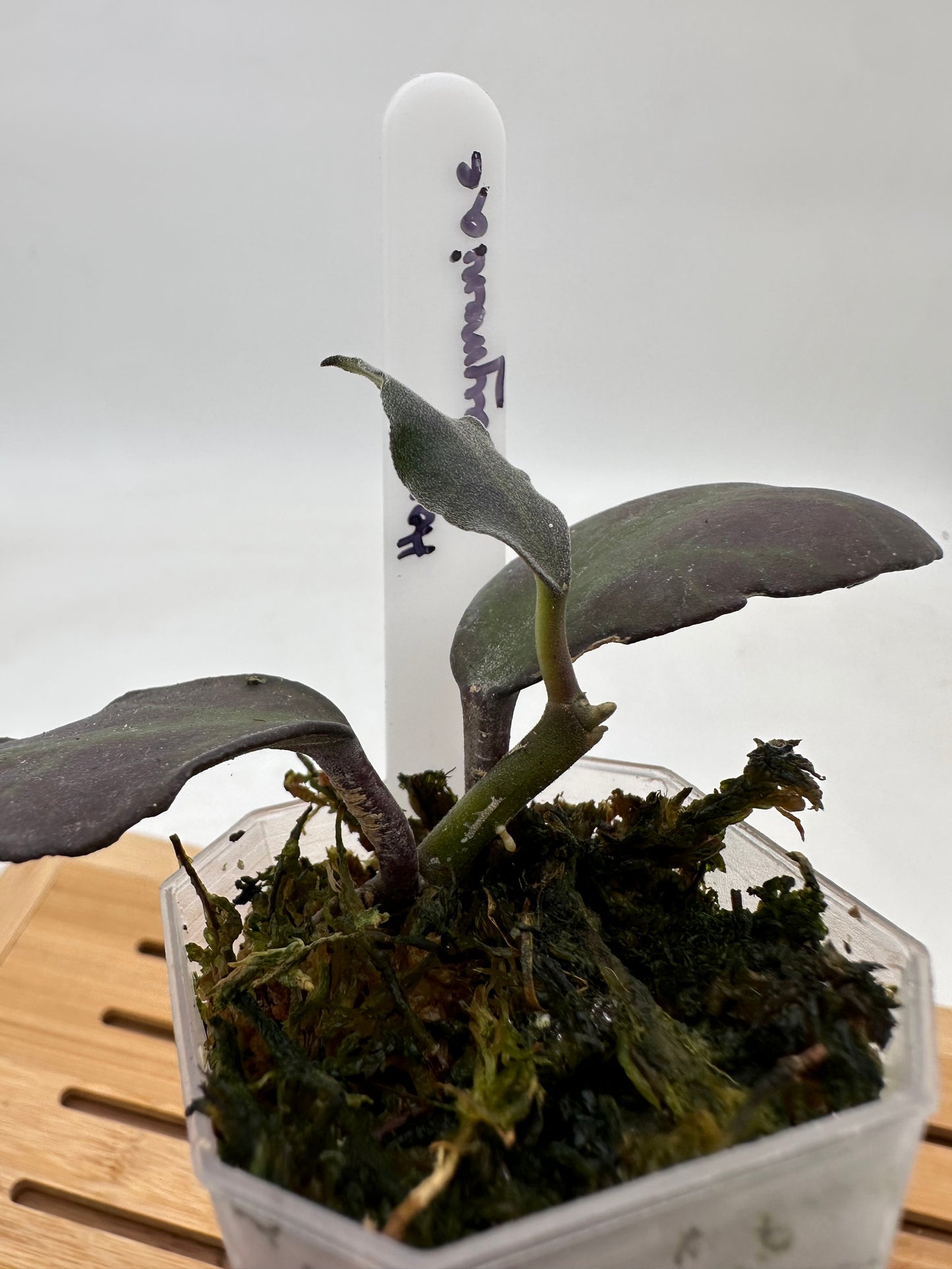 Hoya Waymaniae