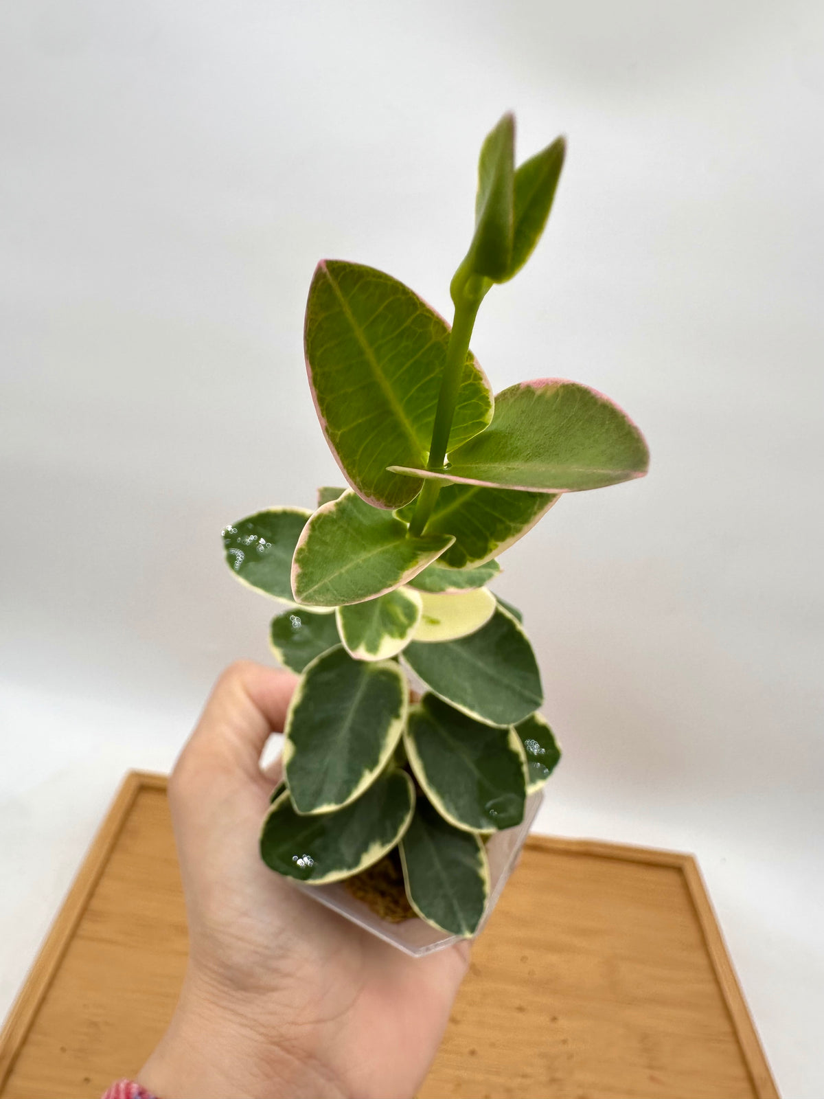 Hoya Cummingiana Albo Variegated