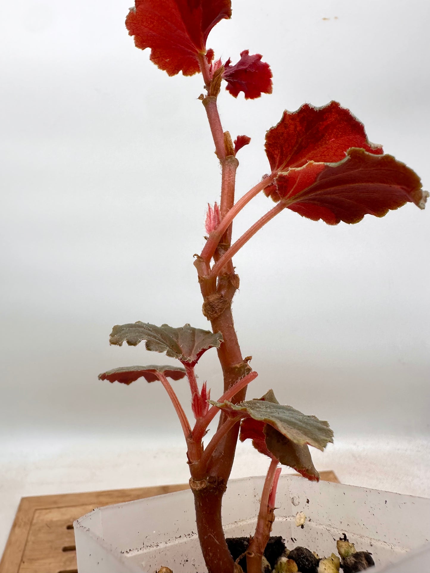 Begonia Cucullata Sp. Aurea Variegated - 5+ Growths - August Sale