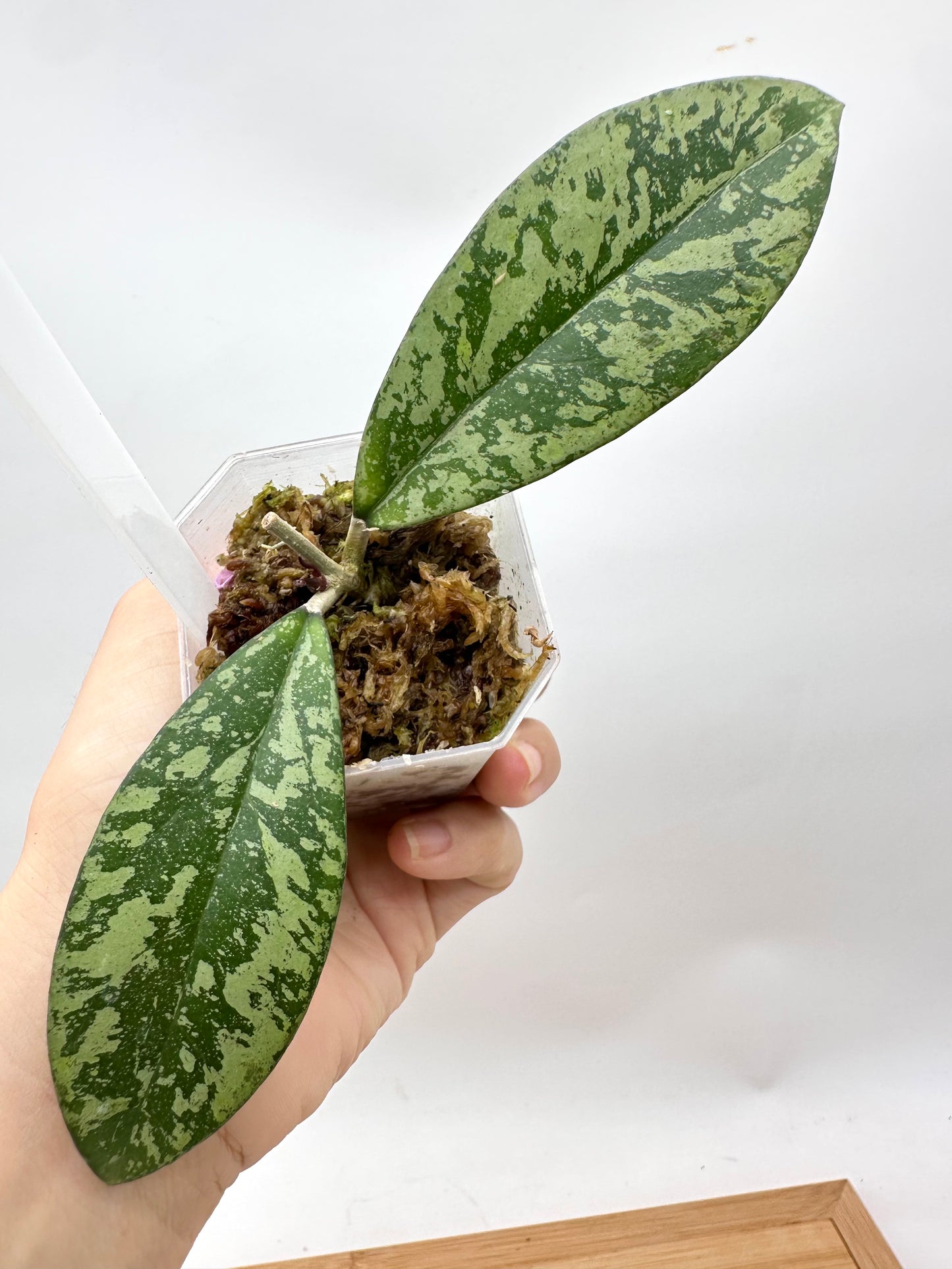 Hoya Crassipetiolata x Michelle Splash Clone 2