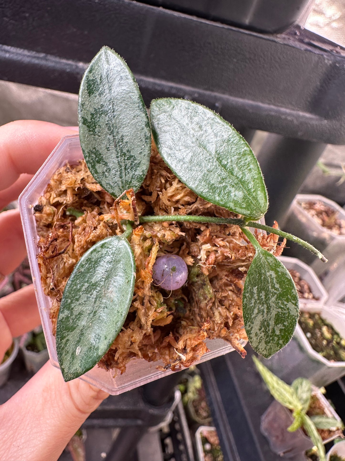 Hoya Lima Silver