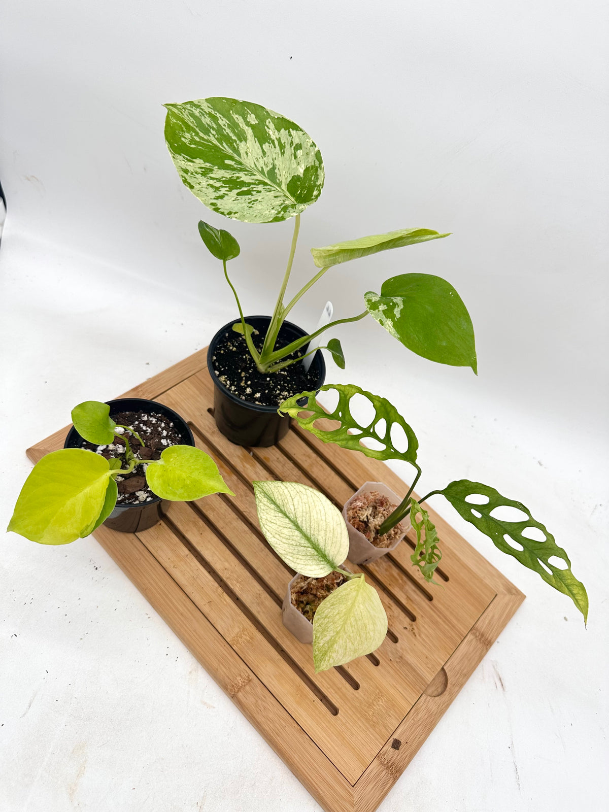 *Bundle Sale - Monstera