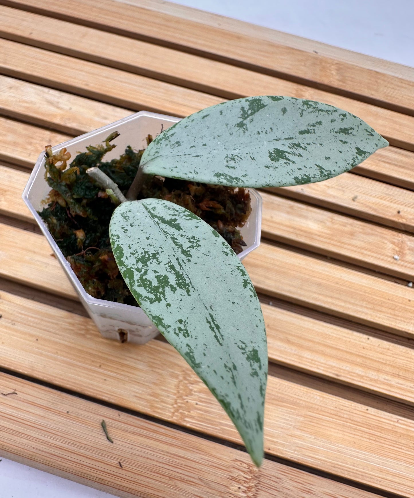 Hoya Publicalyx Silver Ghost - With New Growth