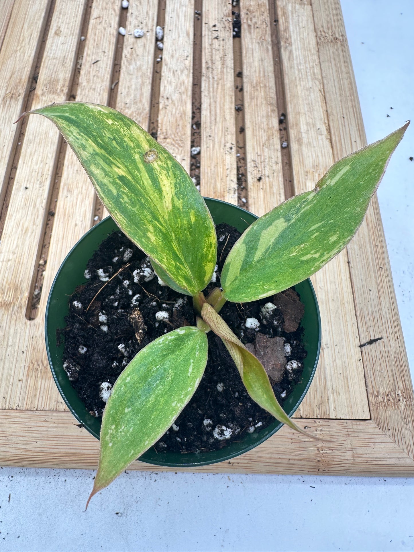 Variegated Philodendron Caramel Marble