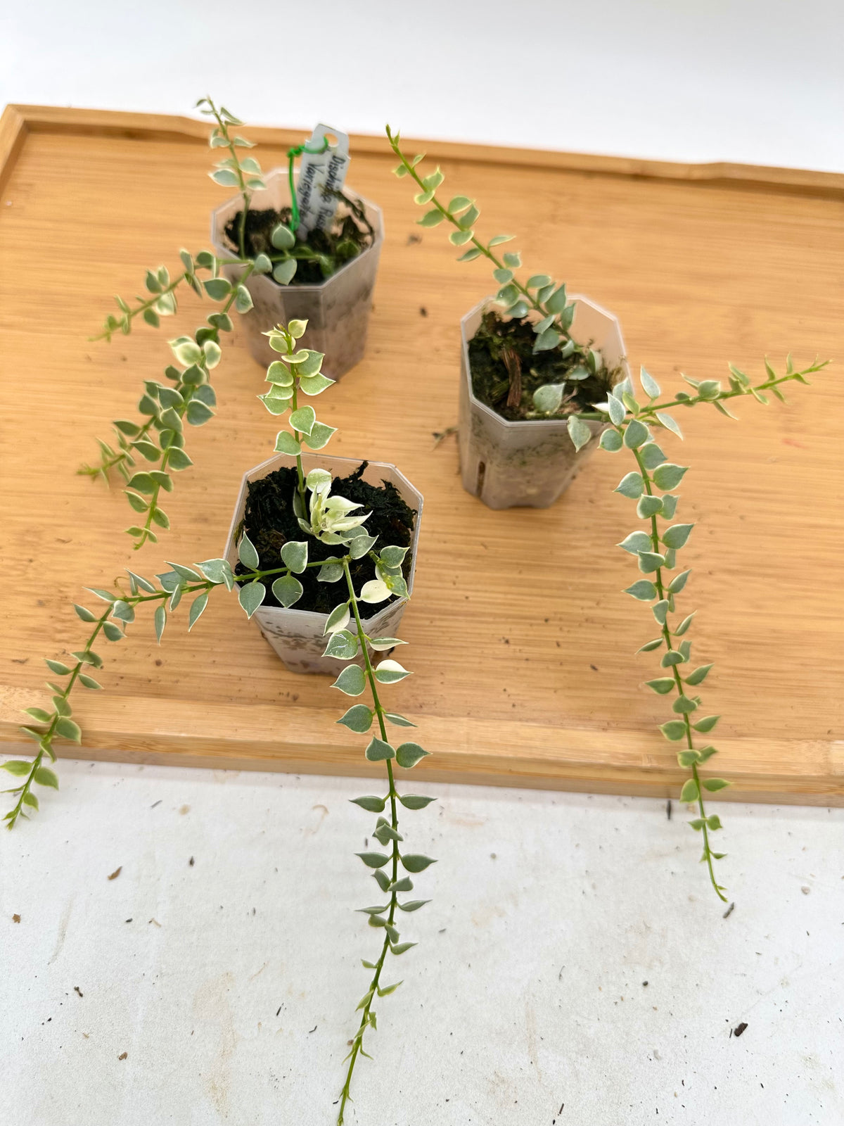 Dischidia Ruscifolia Variegated