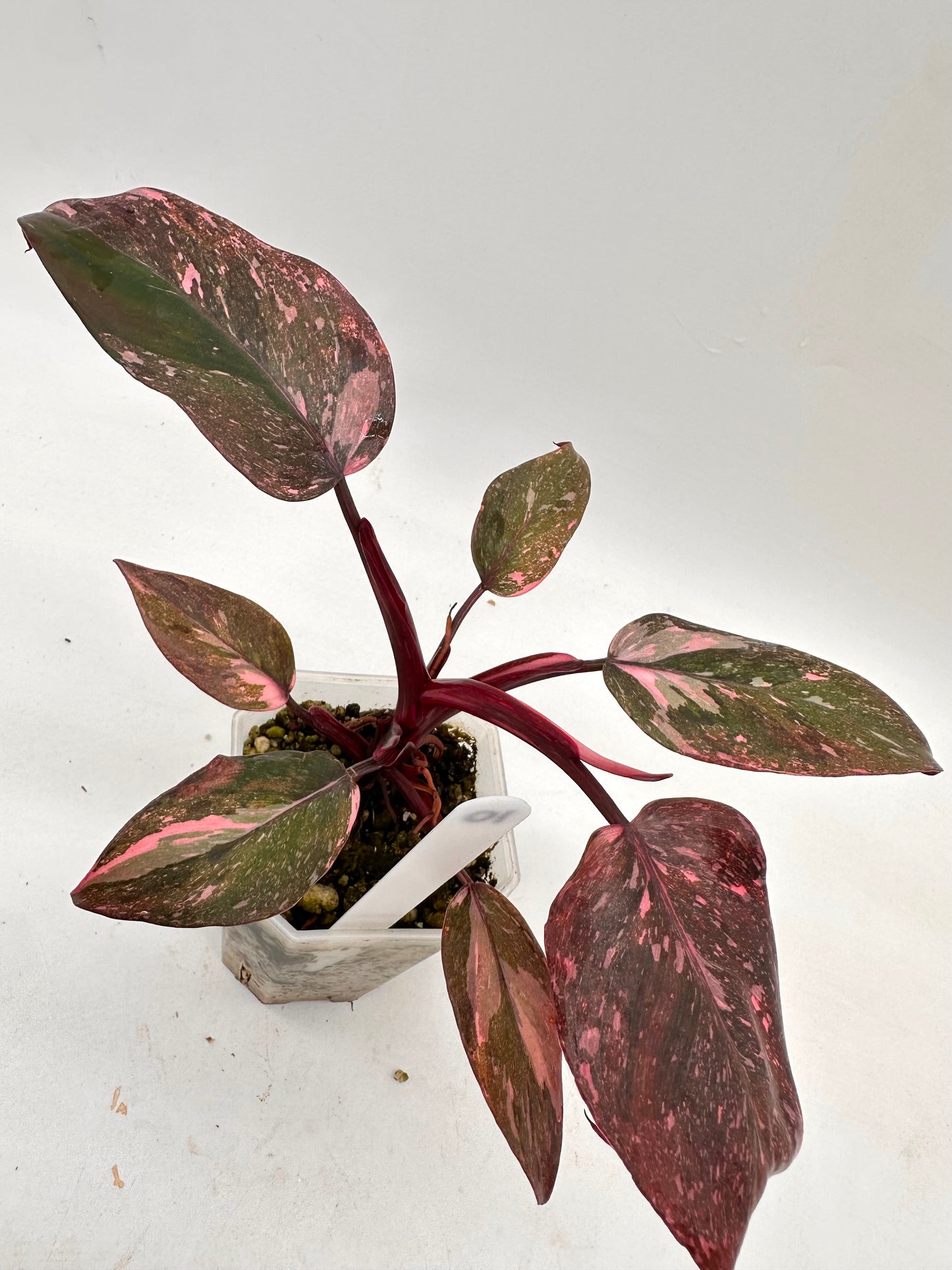Philodendron Pink Princess Marble King 010