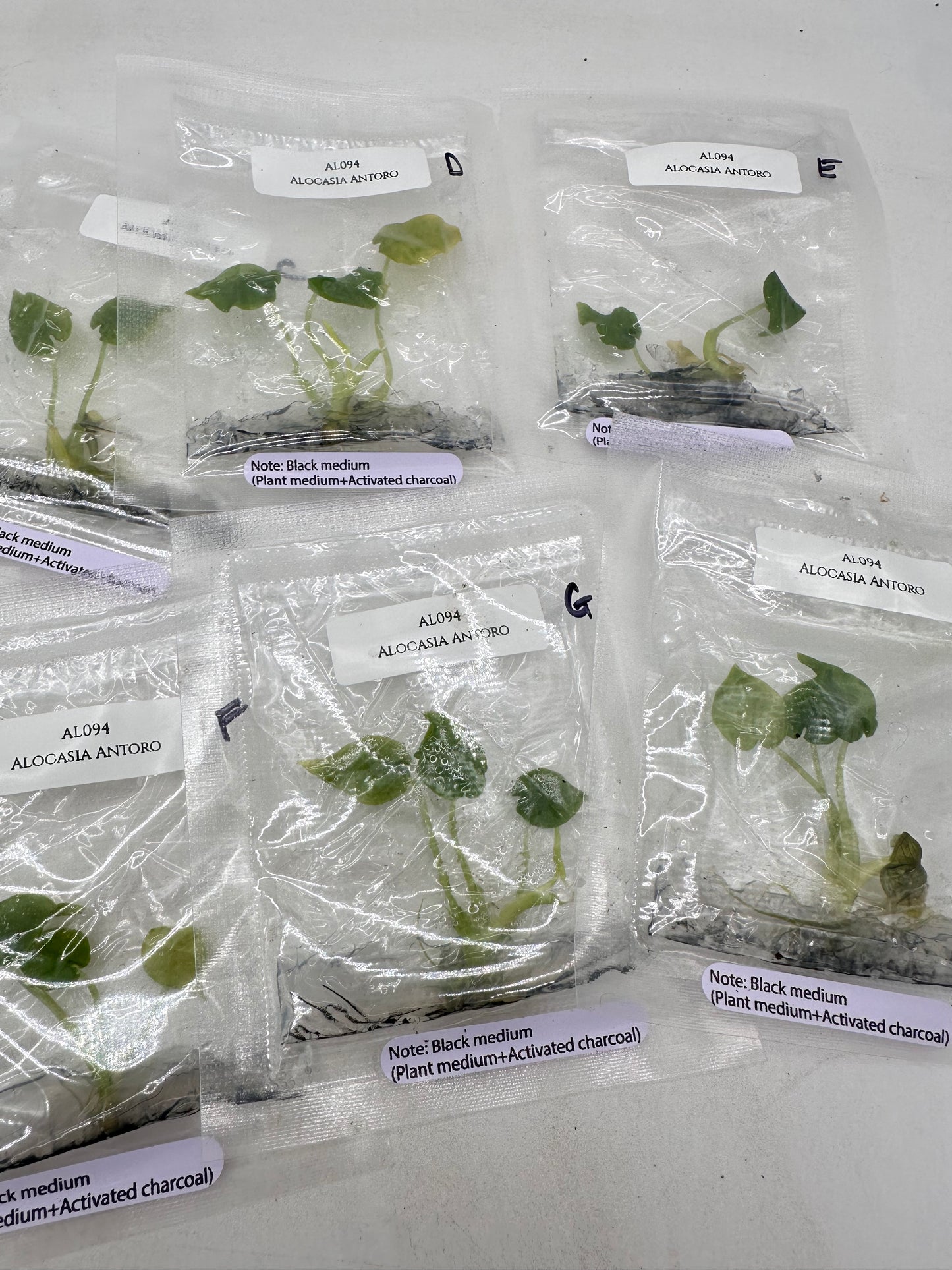 Tissue Culture - Alocasia Antoro