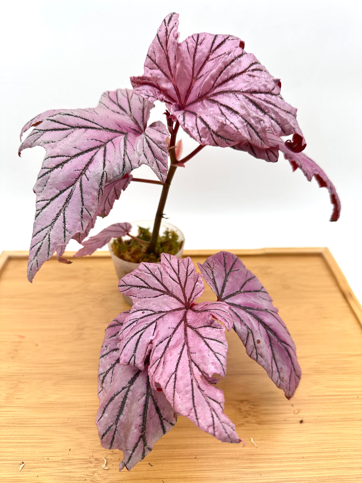 Begonia Lamoon