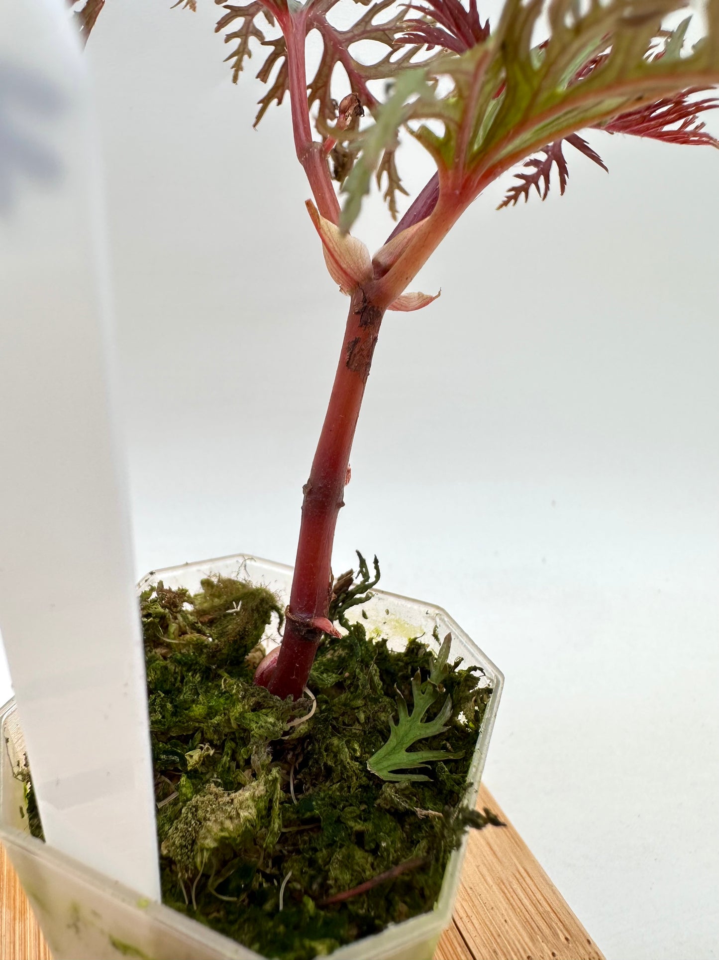 Begonia Bipinnatifida