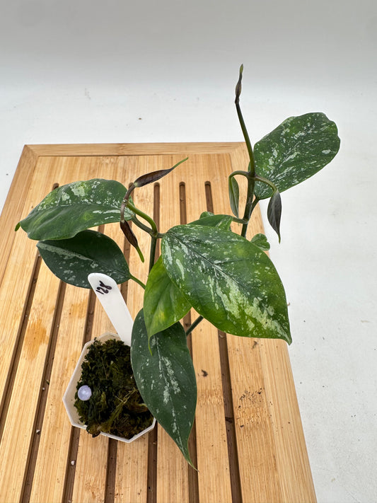 Hoya Coriacea Splash - 128
