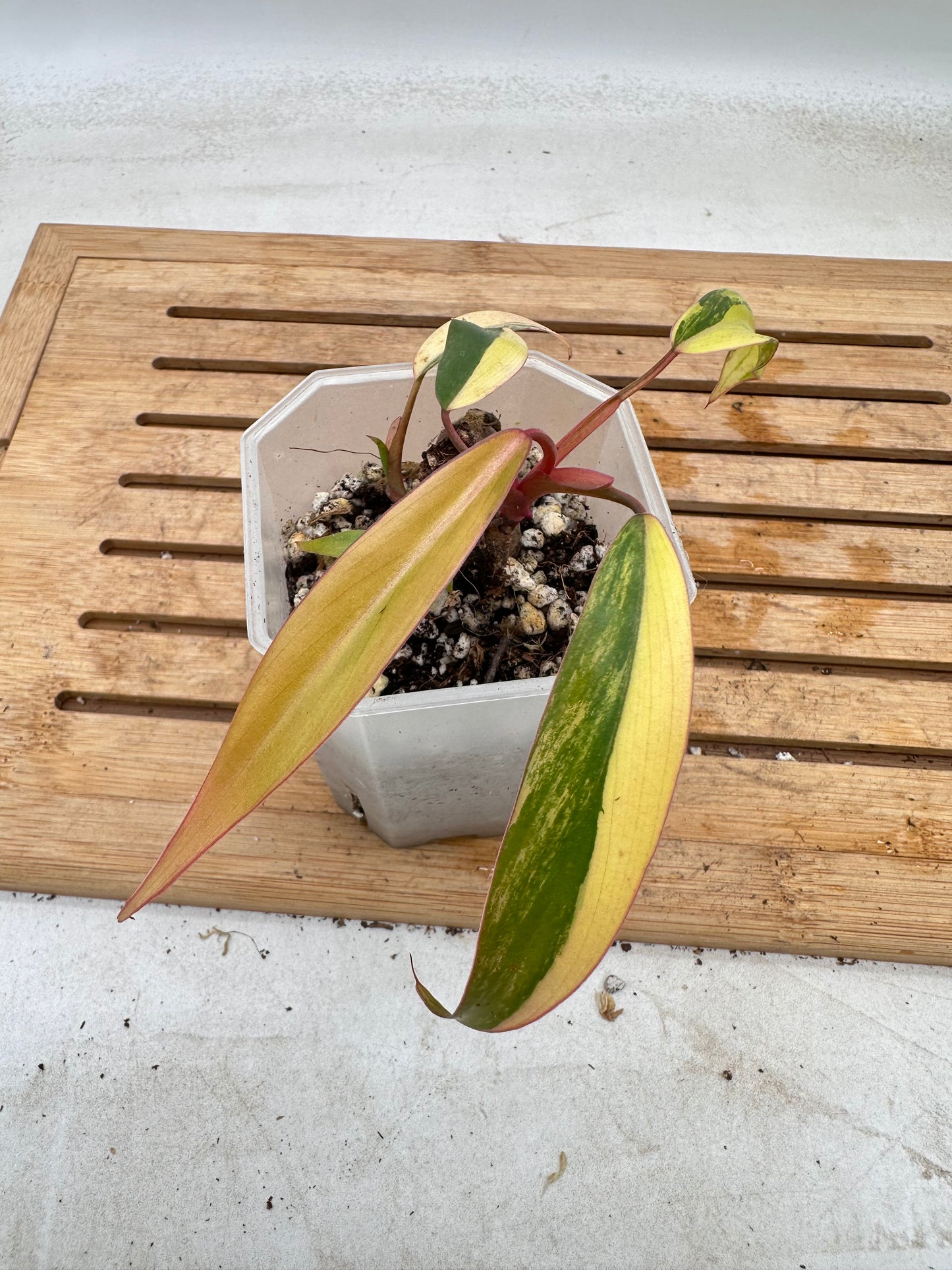 Philodendron Strawberry Shake Multiple growths - August Sale