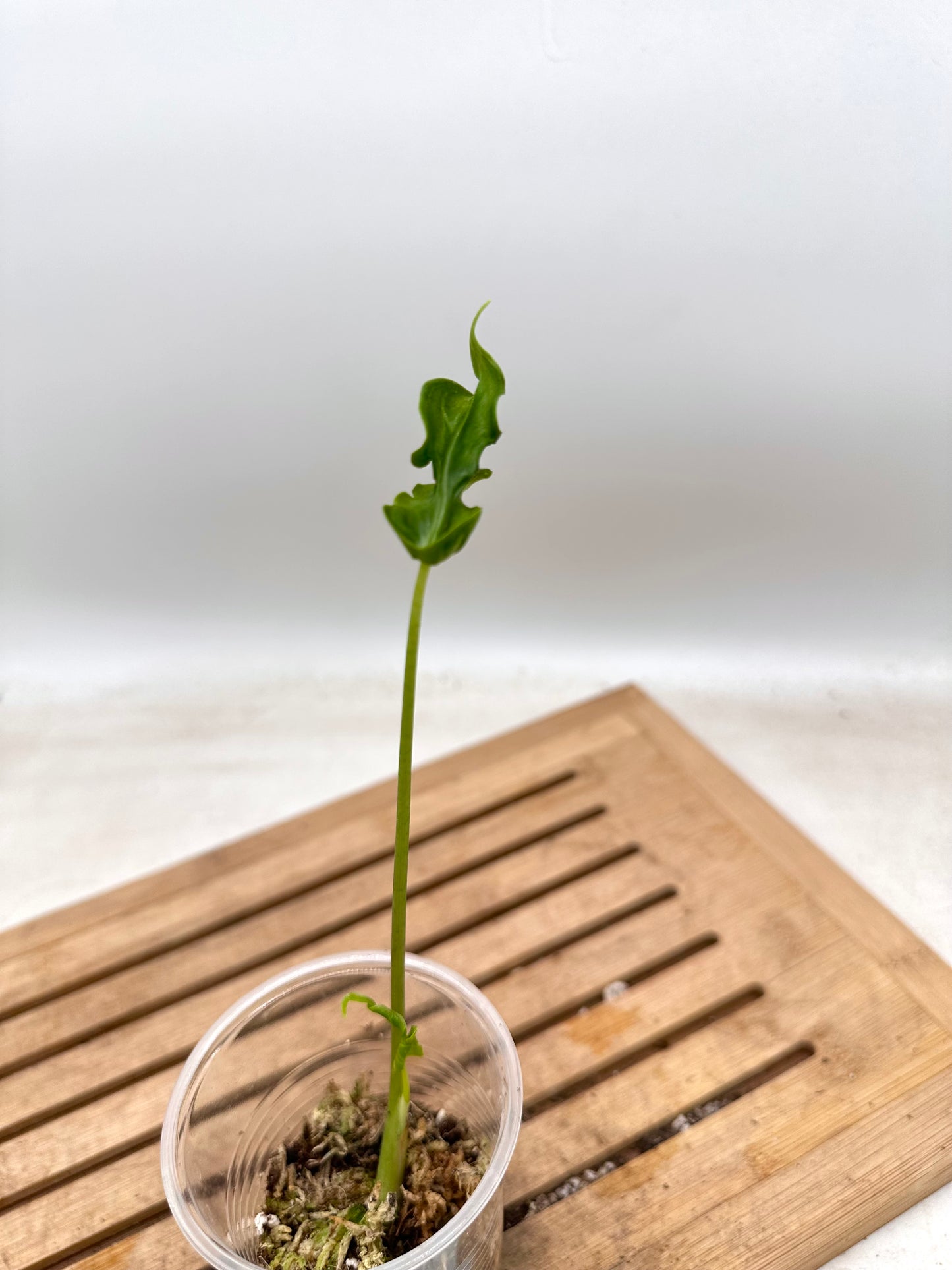 Alocasia Teletubbies