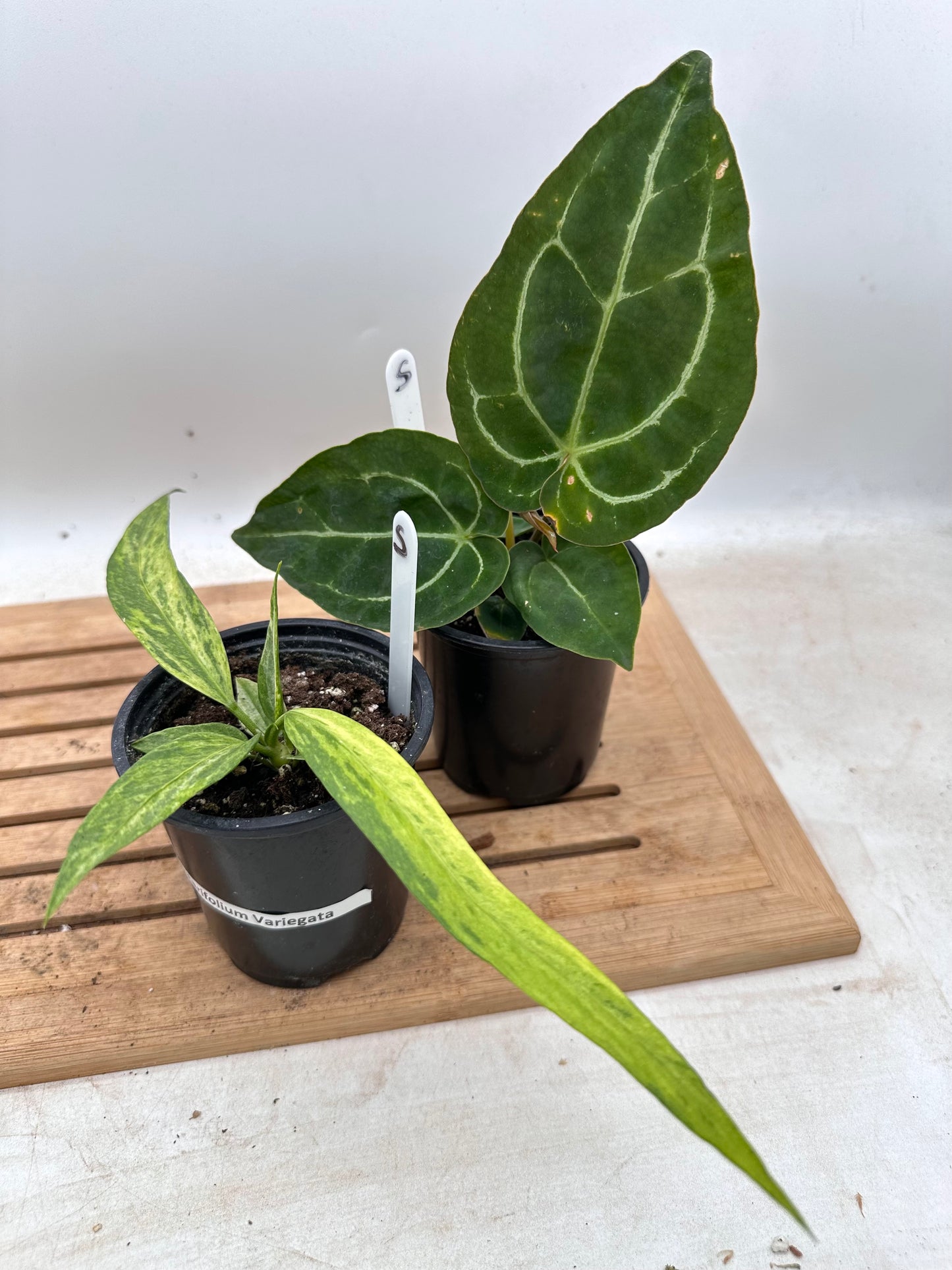 Anthurium Forgetti x Crystallinum Dark & Vittarifolium Variegated