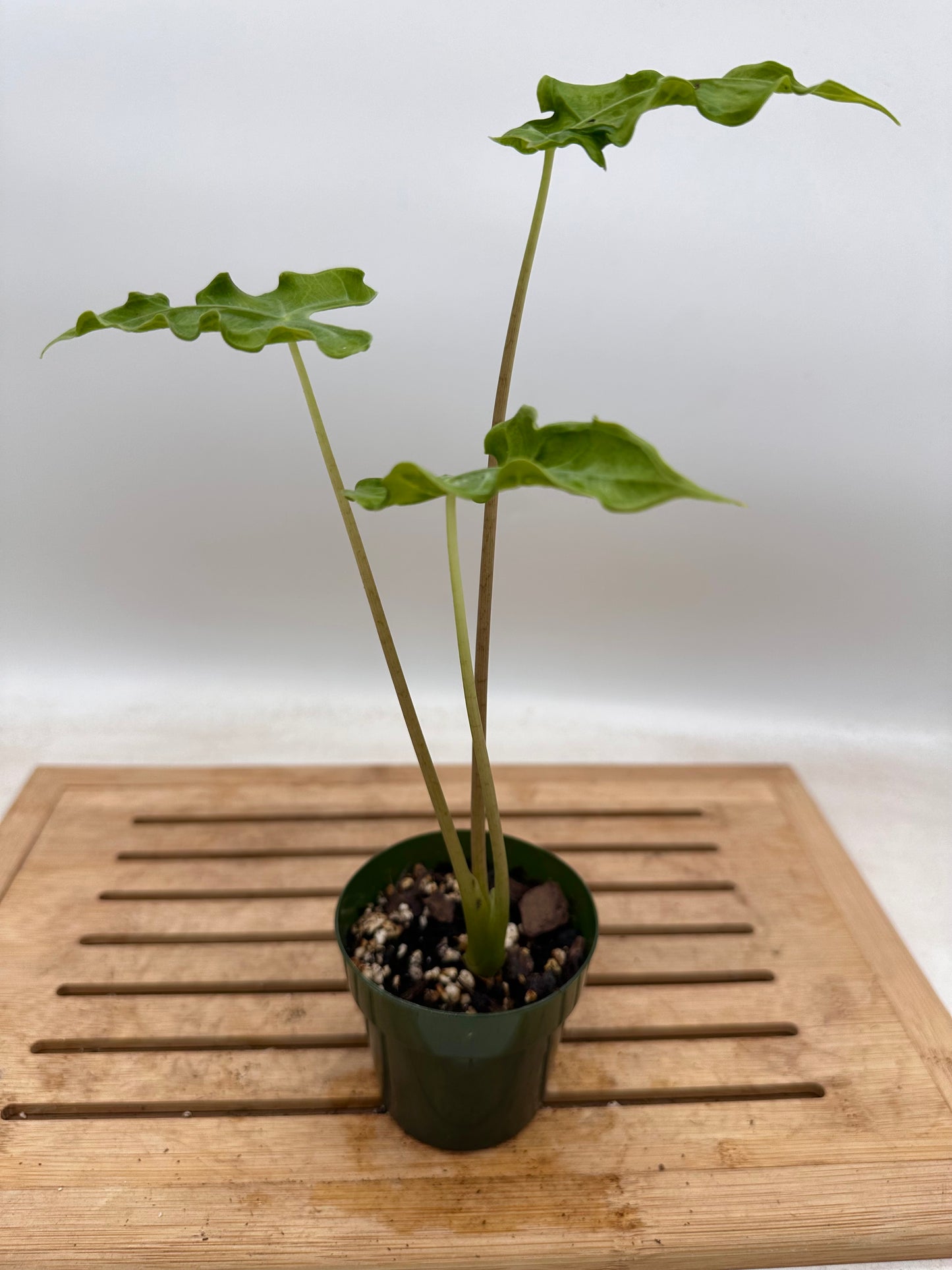 Alocasia Teletubbies in 3” pot -August Sale