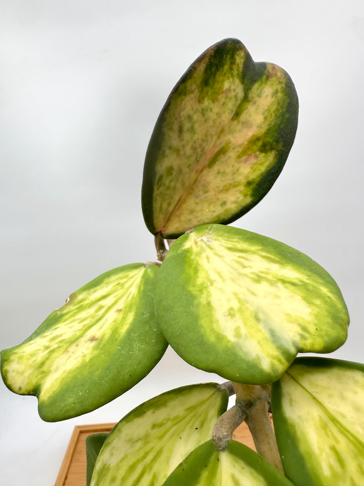 Hoya Kerri Inner Variegated - Multiple Growths