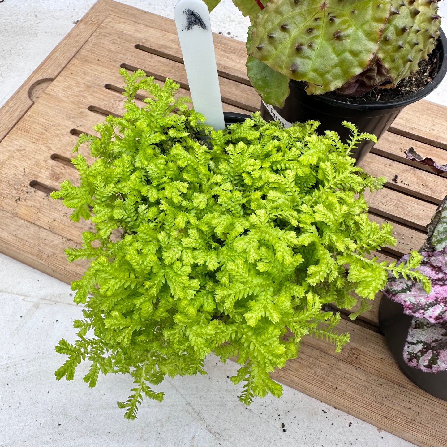 Combo Sale - Begonia Ferox & Golden Club Moss & Begonia ‘Spirit of Sumatra’