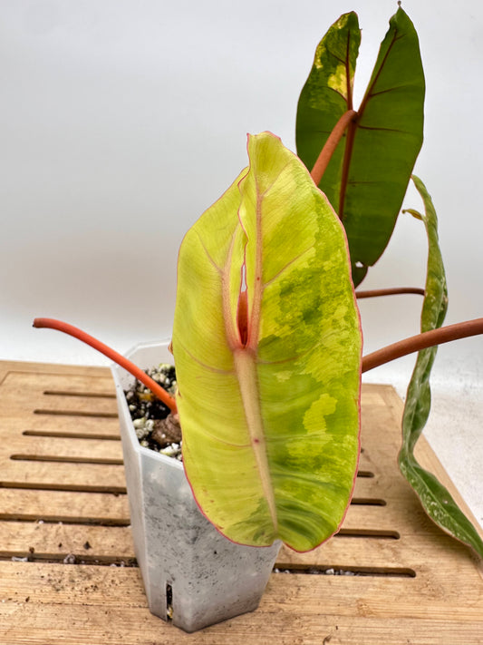 Philodendron Billiatiae Variegated