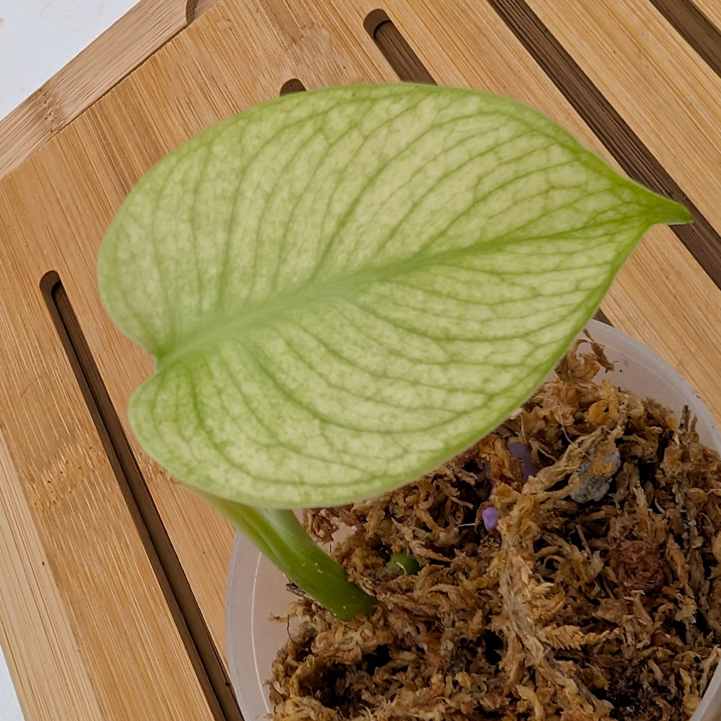 Monstera Mint