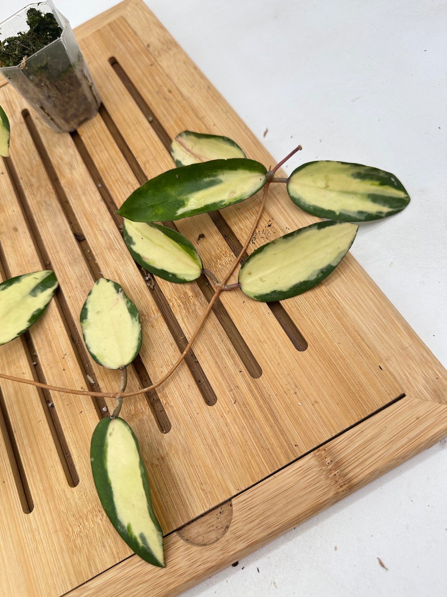 Hoya Acuta Inner Variegated - 119
