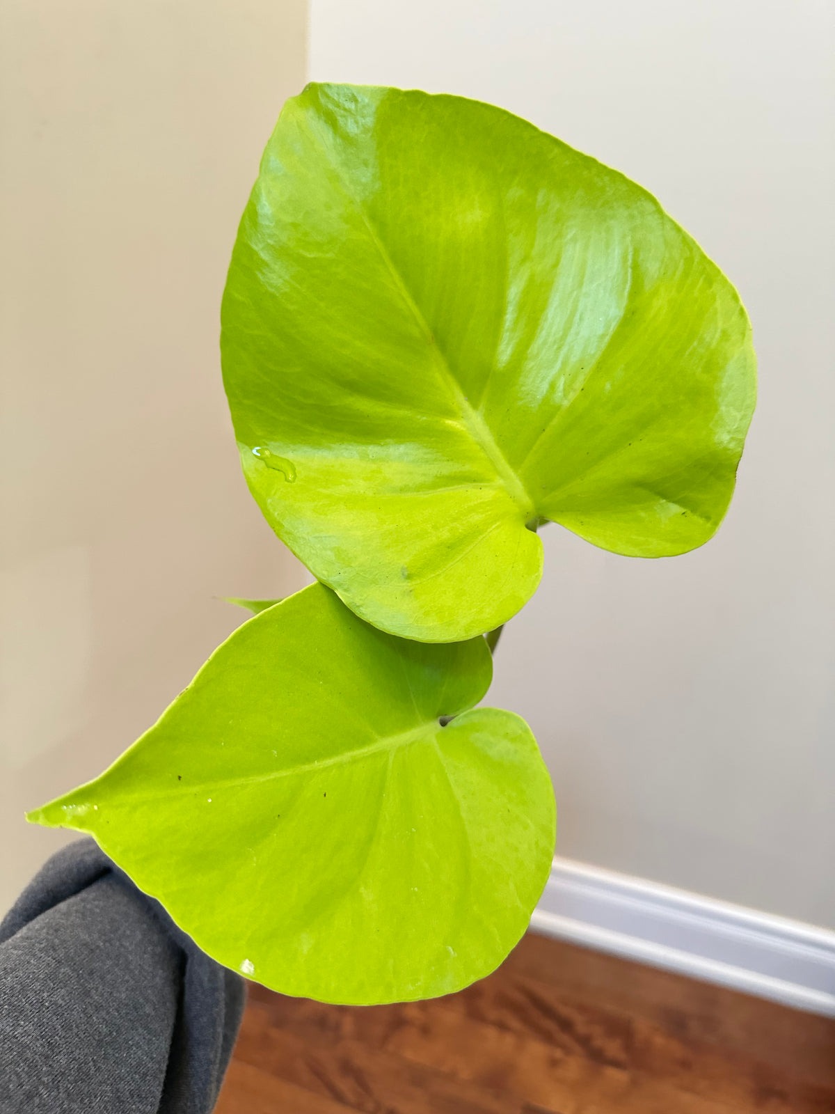Monstera Lemon Lime