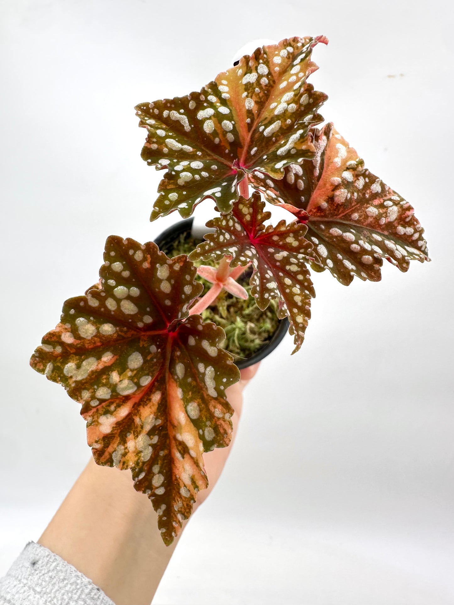 Begonia Izumo Variegated