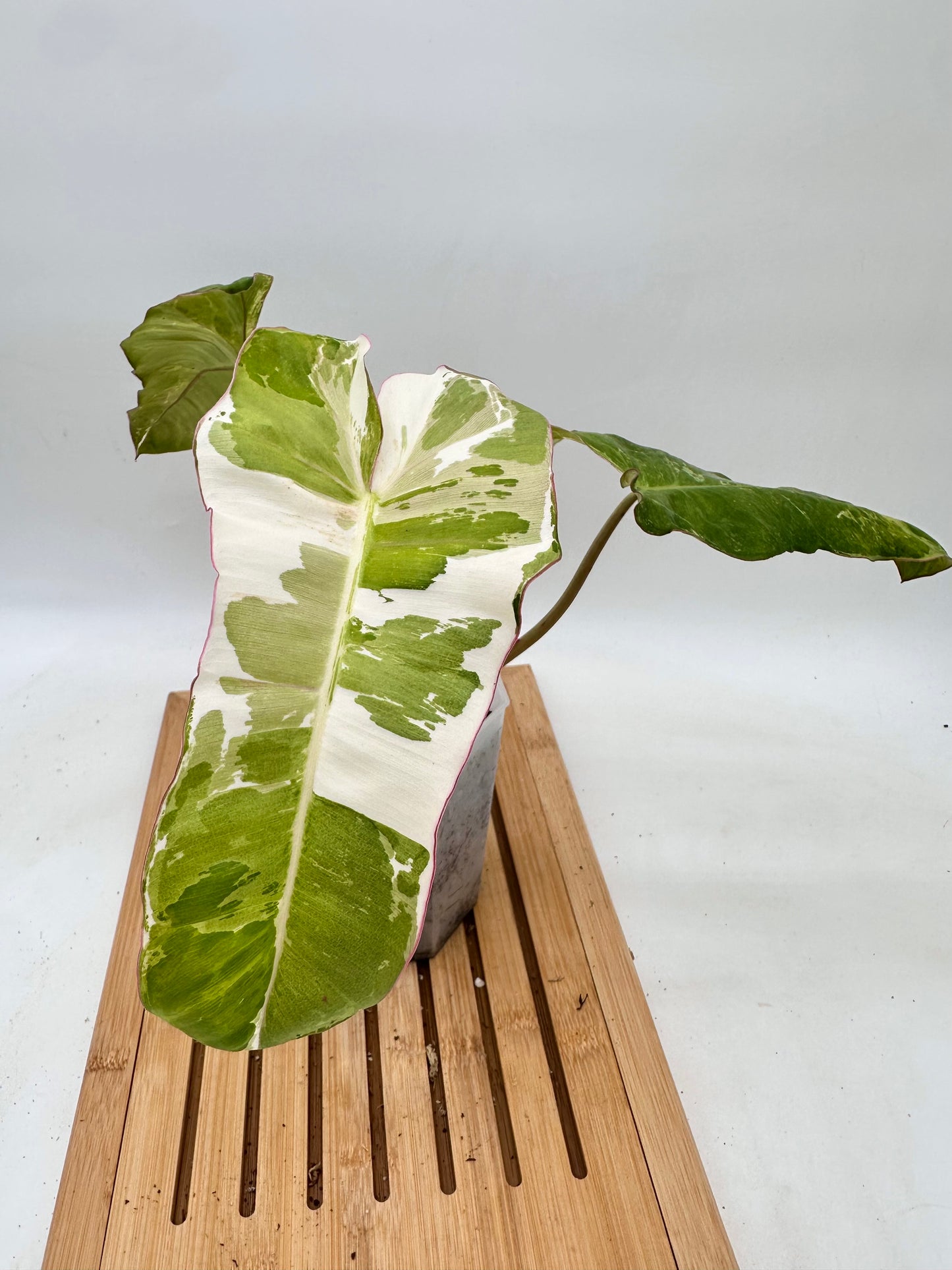 Philodendron Paraiso Verde Albo Variegated