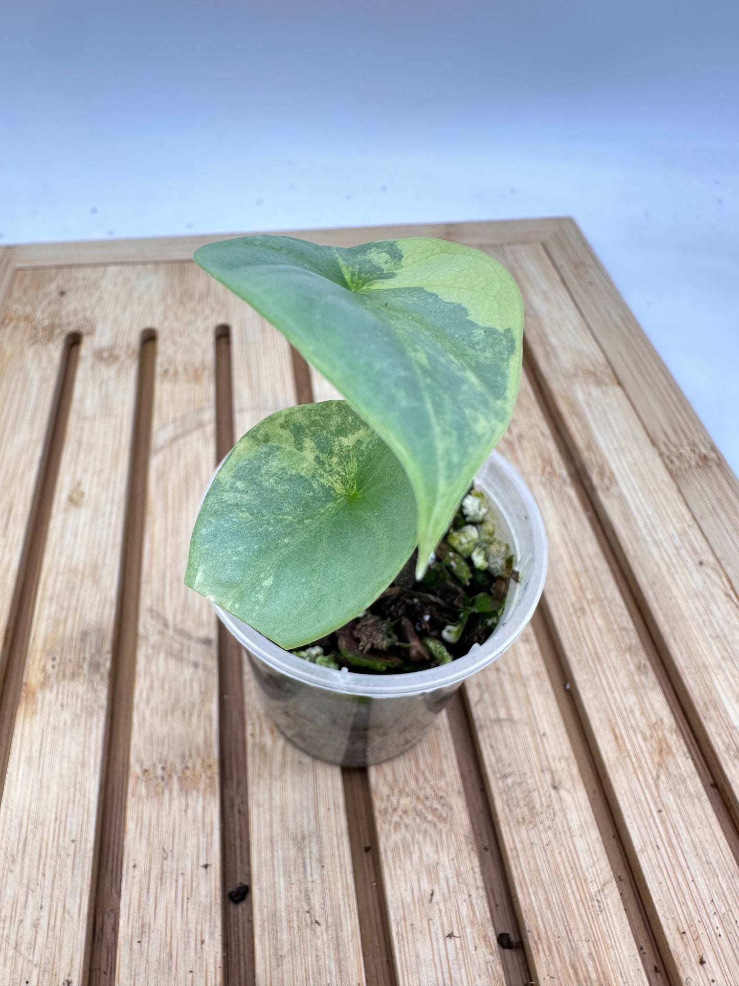 Alocasia Silver Dragon Variegated